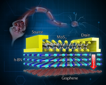 Comparison between the synapse and the two-terminal tunnelling random access memory (TRAM). In the junctions (synapses) between neurons, signals are transmitted from one neuron to the next. TRAM is made by a stack of different layers: A semiconductor molybdenum disulfide (MoS2) layer with two electrodes (drain and source), an insulating hexagonal boron nitride (h-BN) layer and graphene layer. This two-terminal architecture simulates the two neurons that made up to the synaptic structure. When the difference in the voltage of the drain and the source is sufficiently high, electrons from the drain electrode tunnel through the insulating h-BN and reach the graphene layer. Memory is written when electrons are stored in the graphene layer, and it is erased by the introduction of positive charges in the graphene layer.   