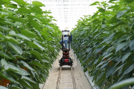 Global Smart Greenhouse Market Research Report Forecast ... apple diagram app 